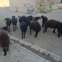 12راس بره ماده قزل افشار|حیوانات مزرعه|مهربان, |دیوار