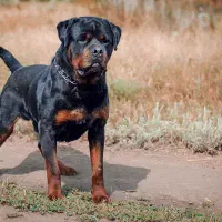 روتوایلر نر ۲ ساله