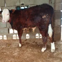 دوراس گوساله نر از گاو تلیسه مخصوص پروار