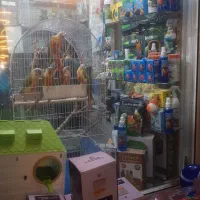 پرنده سرای سالار ویتانژی|پرنده|خوی, |دیوار