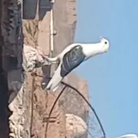 کبوتر|پرنده|شوشتر, |دیوار