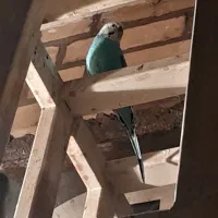 مرغ عشق