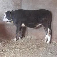 ی جفت گوساله درجه یک ماده