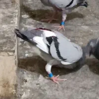 کبوتر