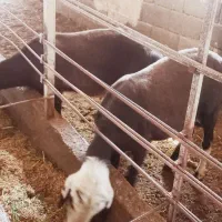 قوچ قزل افشار جوان مناسب نسل گیری