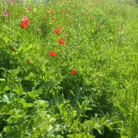 فروش زمین جاده اصفهان