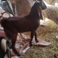 بز بره گوسفند