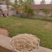 برنج درشت  و سرلاشه هاشمی سورت شده