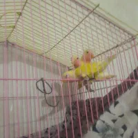 طوطی برزیلی ارجینال