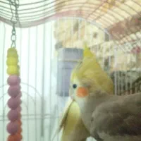 پرنده عروس هلندی|پرنده|کرج, حیدرآباد|دیوار