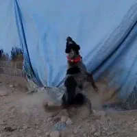 سگ قهدریجانی