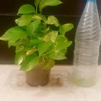 گل های طبیعی