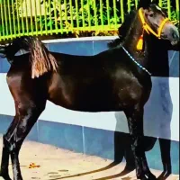 کره مادیان کرد