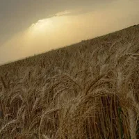 زمین کشاورزی قرق ابی برای فروش ۴هکتار