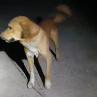 سگ فروشی|سگ|خوسف, |دیوار