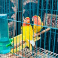 طوطی برزیلی|پرنده|اهواز, پردیس|دیوار