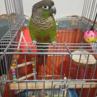 گرینچیک نر|پرنده|شهر ری, صفاییه (چشمه علی)|دیوار