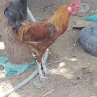 خروس سندی