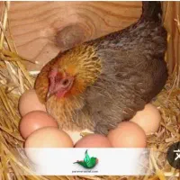 فروش مرغ محلی .باغملک