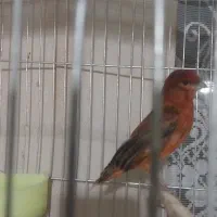 تعدای جوجه سرخ سوخته  اورجینال  همه سر حال  قوی