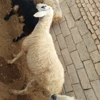 میش بره جوان|حیوانات مزرعه|ایثار, |دیوار