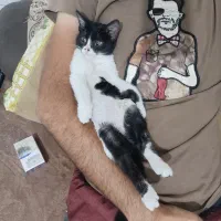 گربه زیبا|گربه|شیراز, فاضل|دیوار