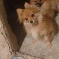 پامر ماده فحل