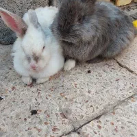 5 عدد خرگوش لوپ