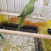 طوطی ملنگو فروش یا معاوضه