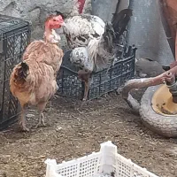 مرغ .خروس لاری