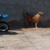 سگ گله|سگ|اردبیل, |دیوار