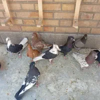 کبوتراباده