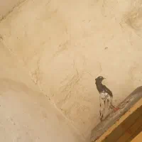 کوی سادات