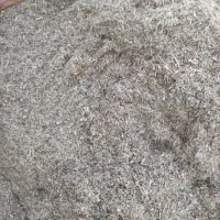 کاه لوبیا
