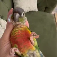 گمشده طوطی گرینچیک