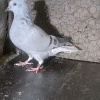 کبوتر سیز دم سفید کاکلی