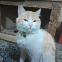 فروش گربه اهلی