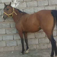 مادیون فروشی