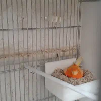 قناری ردفاکتور