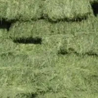یونجه خشک انبار