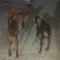 ۴عدد کهره ماده پاکستانی گوش بلند تک‌فروشی دارم