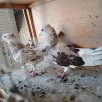 کفتر شازده سبز عتیقه همه چی تو عکس معلومه|پرنده|اسلامشهر, شهرک سعیدیه|دیوار