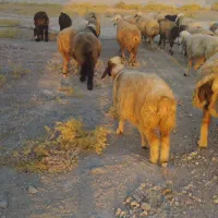 میش داشتی