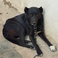 دورگه سرابی نگه بان‌