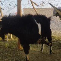 بز نر|حیوانات مزرعه|لادیز, |دیوار