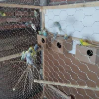 مرغ عشق|پرنده|مریوان, |دیوار