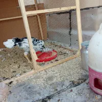 لاری|حیوانات مزرعه|تهران, دانشگاه شریف|دیوار