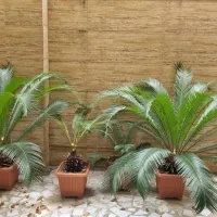 سیکاس ده ساله