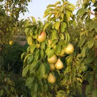باغ-وباغچه-فروشی