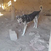 سگ سرابی ۲ ساله مناسب|سگ|بستان آباد, |دیوار